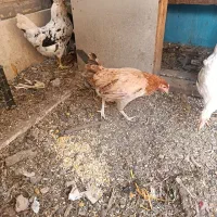 مرغ و خروس عربی