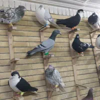 کبوتربوم|پرنده|مشهد, کوشش|دیوار