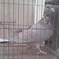 سیمونی|پرنده|اصفهان, شاه پسند|دیوار