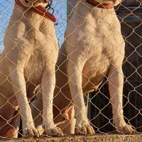 داگو جهت کش'ش