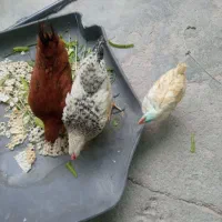 فروش 3عدد جوجه خروس