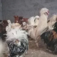 مرغ و خروس محلی وخروس سلطان