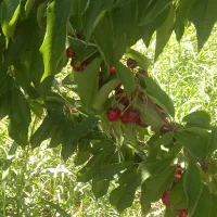 باغ و باغچه ویلایی نزدیک پل زمانخان