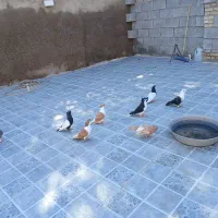 چندتا رنگی برا فروش