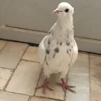 طوقی سرور|پرنده|اردکان, |دیوار