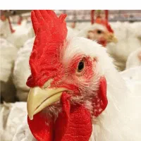 نیروی کار و سالندار جهت کار در مرغداری گوشتی