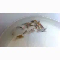 ماهی کوی|ماهی|خاش, |دیوار