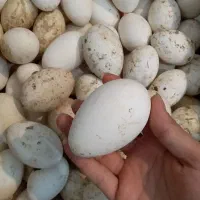 تخم غاز خوراکی  عمده