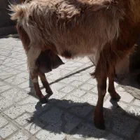 شاه بزدوقلو.مودارودرشت بابزغاله بزرگ با ۳کیلوشیر