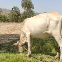 توافقی|حیوانات مزرعه|راسک, |دیوار