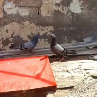 تیدی|پرنده|چمران, |دیوار