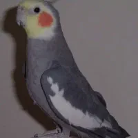 عروس هلندی نر
