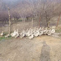 غاز|حیوانات مزرعه|مریوان, |دیوار