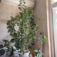 گل مرجان مینیاتوری بلند
