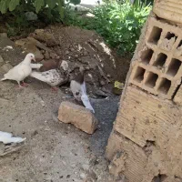 هفرنگ دم سفید