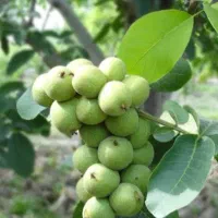 خرید گردوواجارهباغ