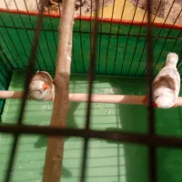 فنچ‌|پرنده|کرمان, |دیوار