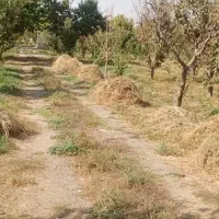 علف|لوازم جانبی حیوانات|قزوین, |دیوار