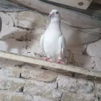 کبوتر پلاکی ‌المانی