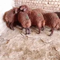 5راس بره ماده ریز 10راس نر