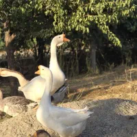 فروش 17 عدد غاز تخم گزار و 10 عدد اردک