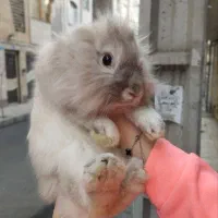 خرگوش لوپ نر