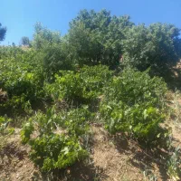 زمین کشاورزی|فروش دفتر صنعتی، کشاورزی، تجاری|بوئین و میاندشت, |دیوار