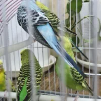 مرغ عشق مولد|پرنده|تهران, شمشیری|دیوار