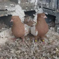 کبوتر سینه ای|پرنده|شیراز, پودنک|دیوار