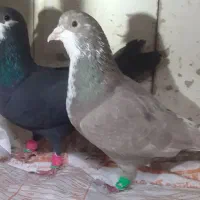 کرباتی،دمسفید