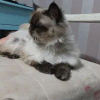 گربه پرشین  هیمالین نر 2 ساله