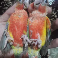 گرینچیک دبل رد