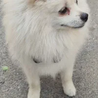 واگذاری پامرین عروسکی