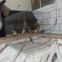 انواع سهره|پرنده|دزفول, |دیوار