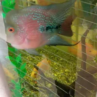 ماهی فلاور نر و ماده