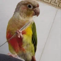 گمشده طوطی گیرینچیک