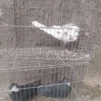 کبوتر|پرنده|زرند, |دیوار