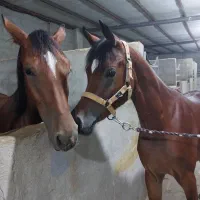 باشگاه سوارکاری اسب (پانسیون اسب و آموزش سوارکاری)