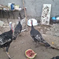 بوقلمون