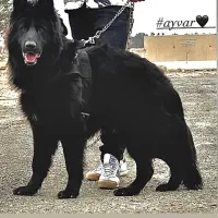 ژرمن نر جهت کشش ۱۰ماهه