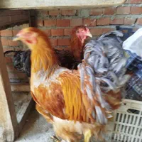 دو عدد خروس برهما نژاد اصیل