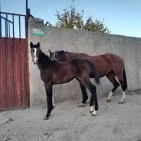 مادیان و کره|اسب و تجهیزات اسبسواری|بروجرد, |دیوار