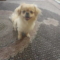 گم شدن سگ|سگ|شیراز, آبیاری|دیوار