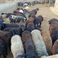 بره فروشی