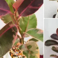 گل ملکه ومالک