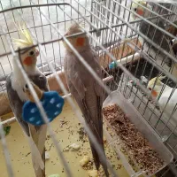 یک جفت عروس هلندی تخمگذار|پرنده|رشت, گلسار|دیوار