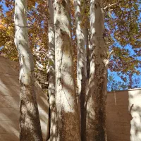 آپارتمان ۱۰۶ متری با جوی آب دائمی و درختان چنار|فروش آپارتمان|محلات, |دیوار