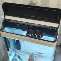 آکواریوم ماهیران سالم|ماهی|هشتگرد, فاز ۲ مهستان|دیوار