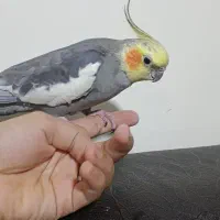 عروس هلندی