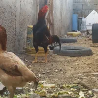 تخم مرغ لاری